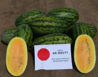 Арбуз AS 3023 F1 (1000 семян) Atakama Seeds