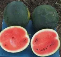 Арбуз AS 3026 (1000 семян) Atakama Seeds