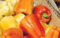 Перец сладкий БАРБИ F1 (2500 семян) Syngenta