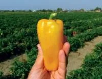 Перец сладкий ПИРУЭТ F1 (2500 семян) Syngenta