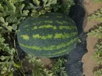 Арбуз ДИНАСТИЯ F1 (1000 семян) Hollar Seeds
